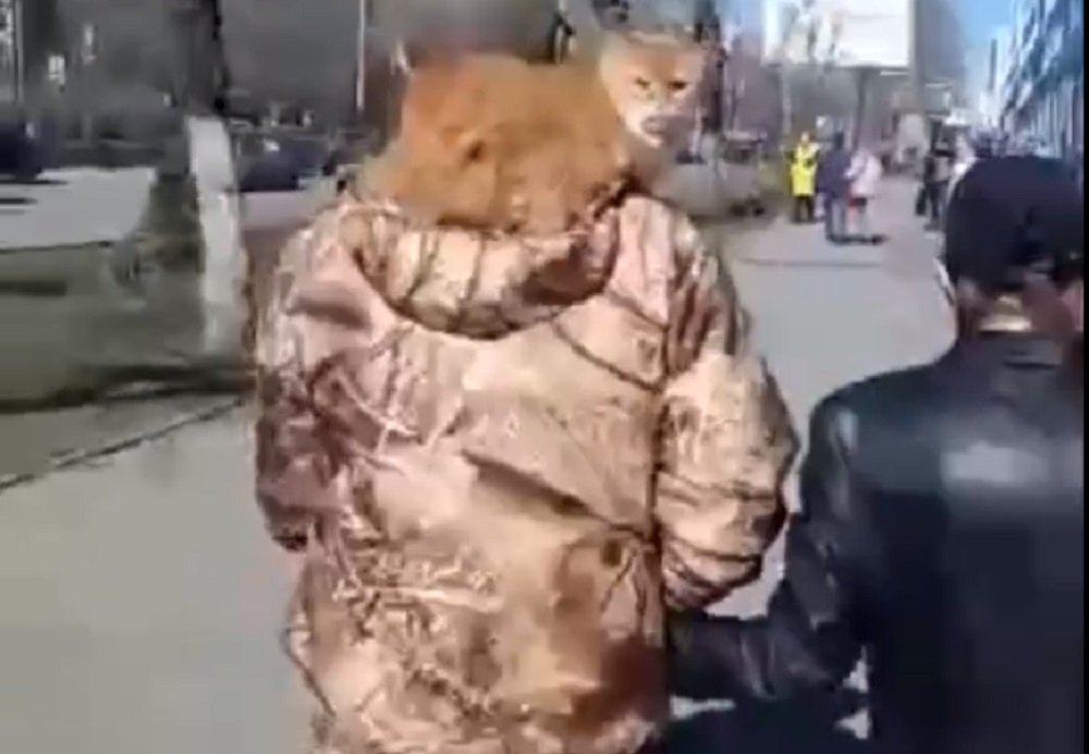 Влюбленная парочка кота выгуливала на плече по Ростову