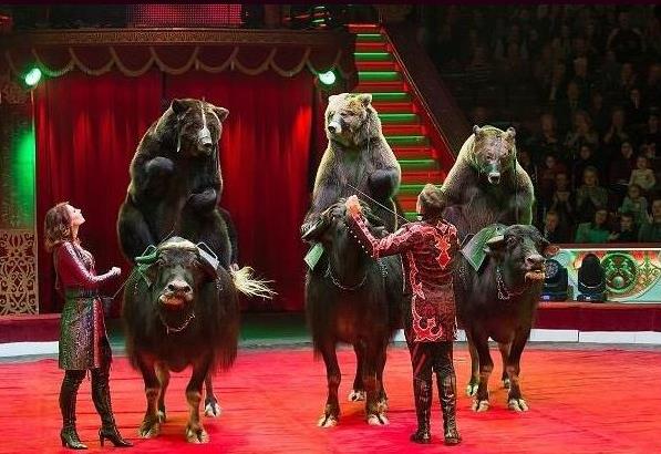 Такого Ростов-на-Дону еще не видел: программа «Медведи на буйволах» в цирке с 14 марта!