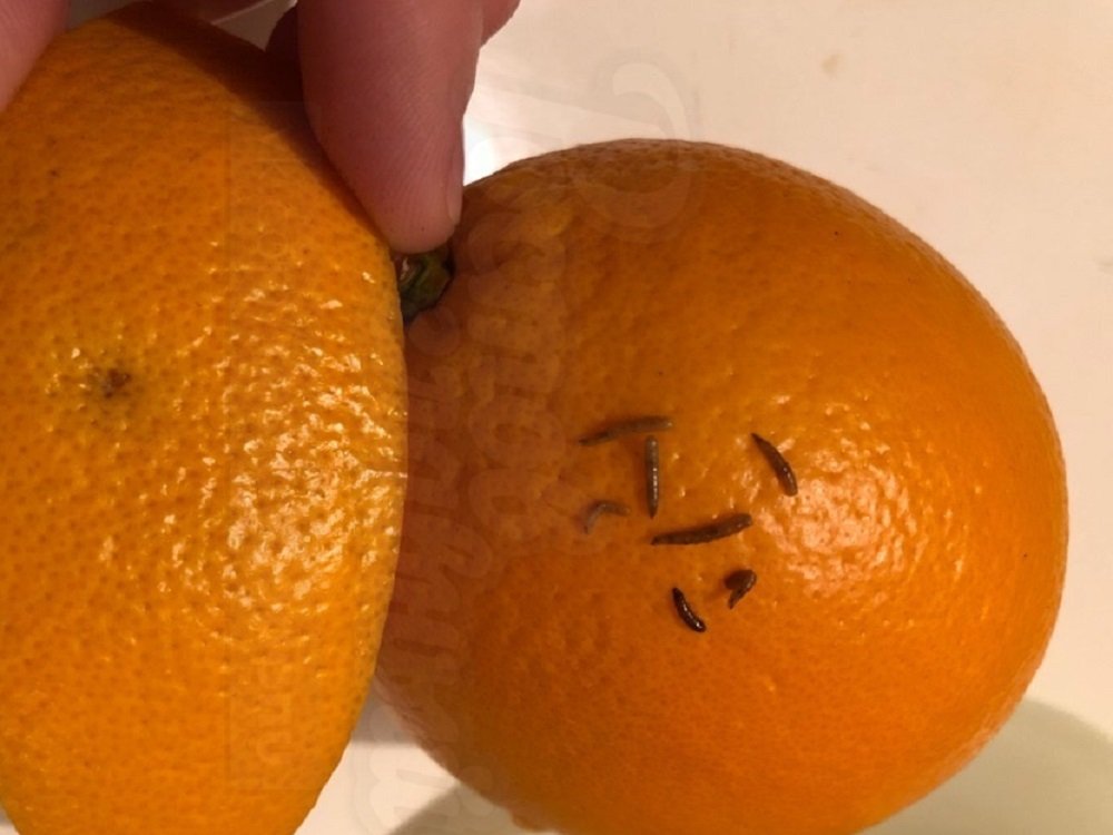 Апельсины с червями непонятного происхождения купила ростовчанка в гипермаркете