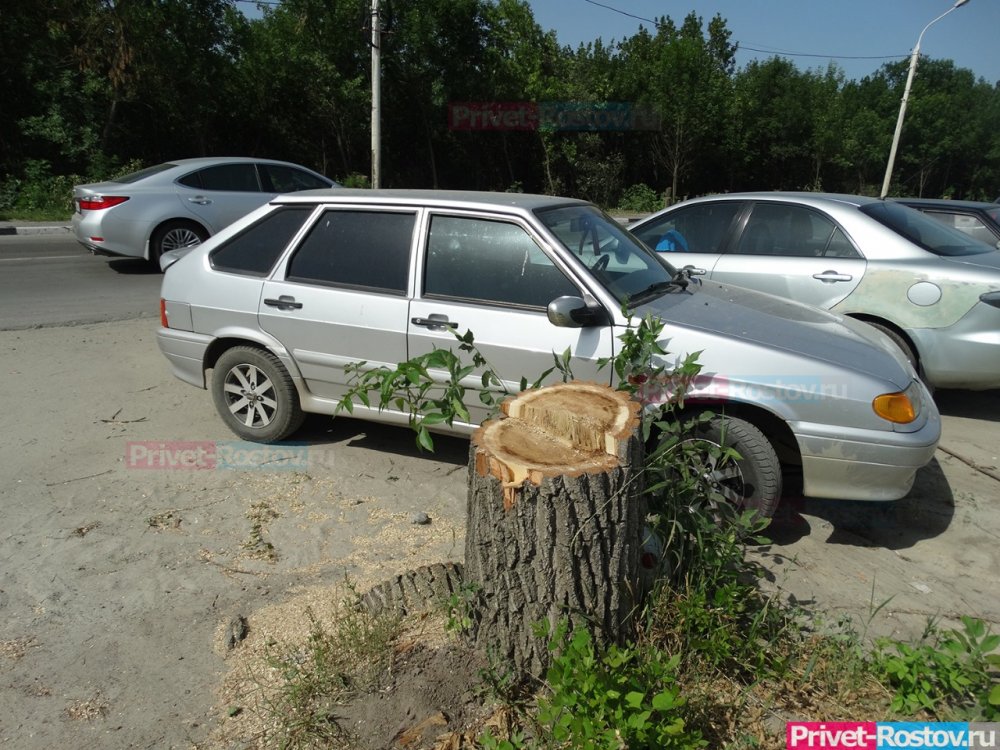 В Ростове вырубят деревья ради строительства очередного подземного перехода