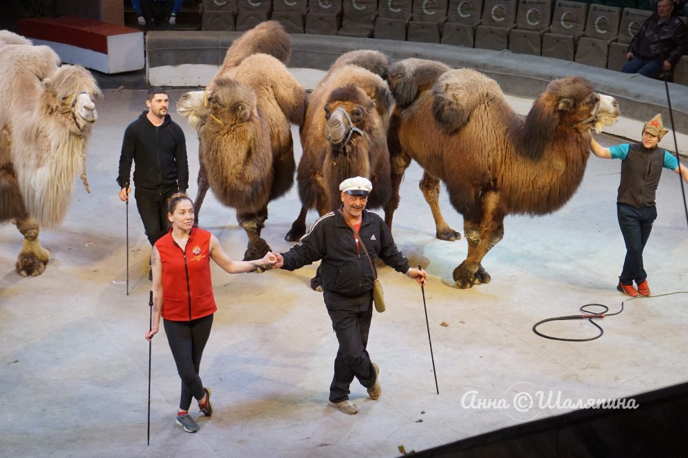 Верблюды, буйволы и медведи - все спешим в ростовский цирк!