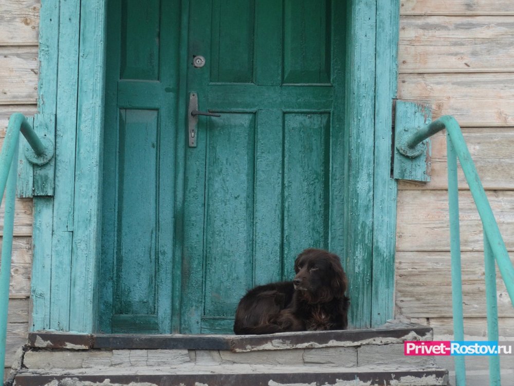«Он не укусит»: Собака загрызла дворнягу в Ростовской области
