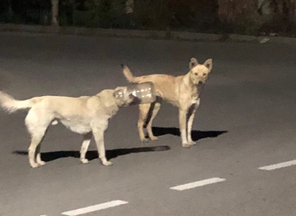 В Таганроге живодеры «защитили» собаку от коронавируса, 4 дня ей не могут помочь