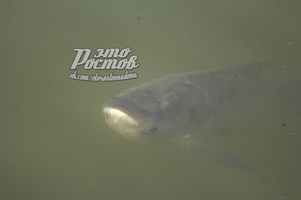 Огромная рыба в Темернике удивила ростовчан