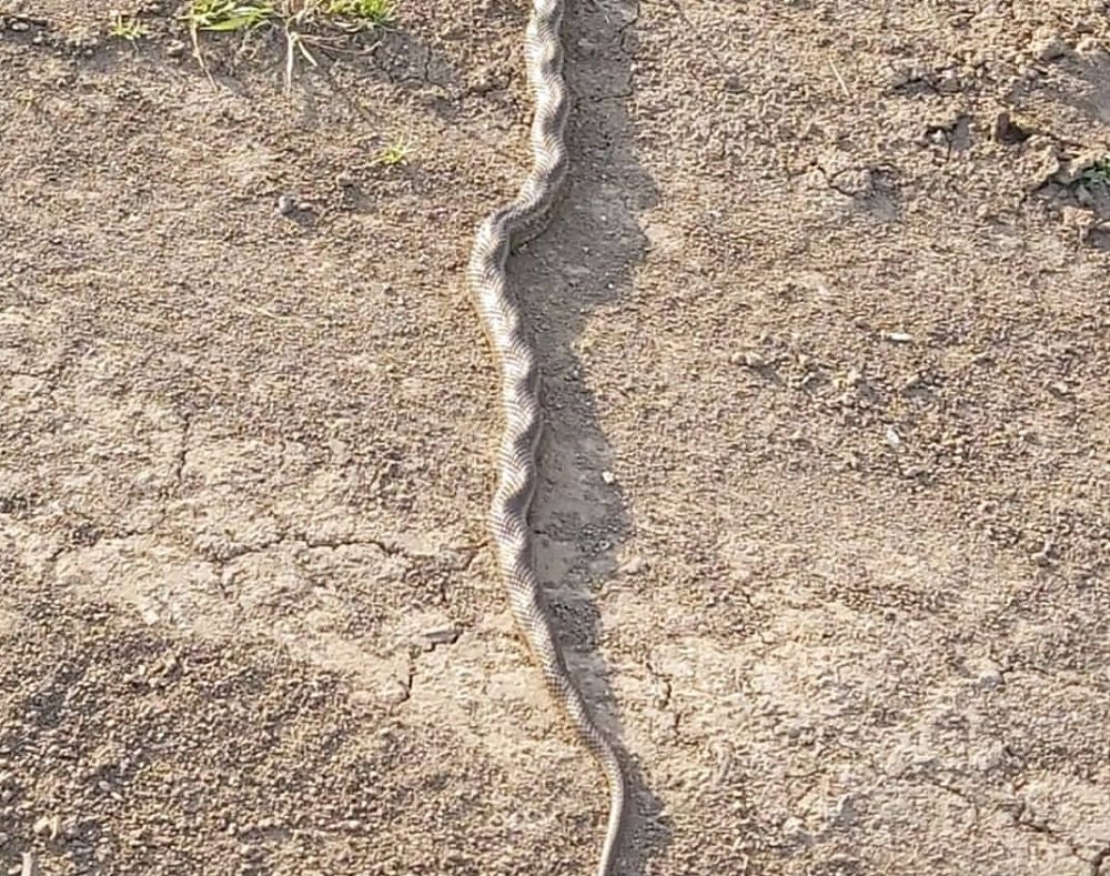 Ростовчан шокировала огромная змея на Западном