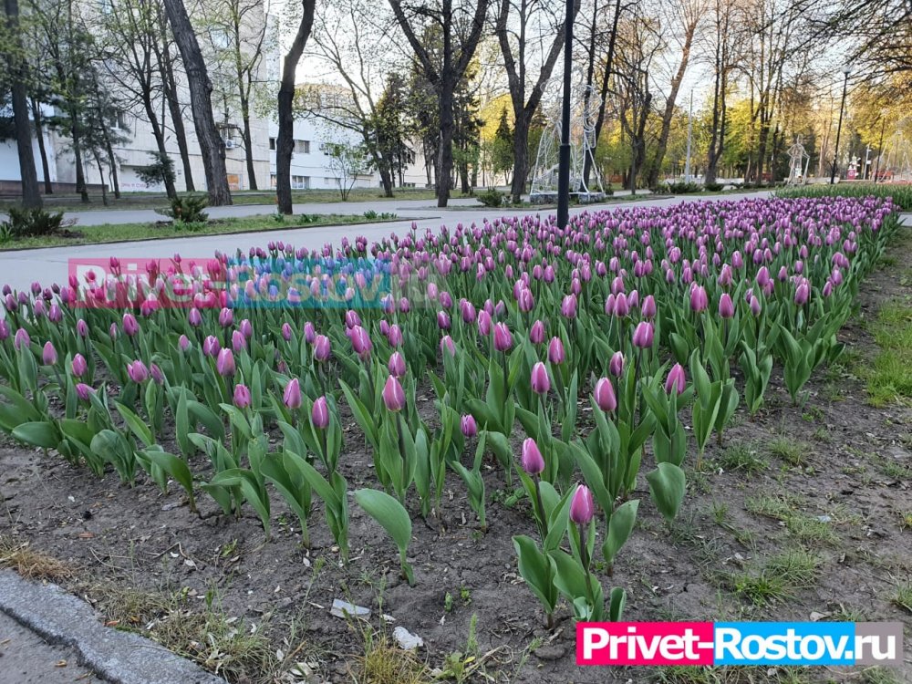 Тюльпанная красота в парке Революции