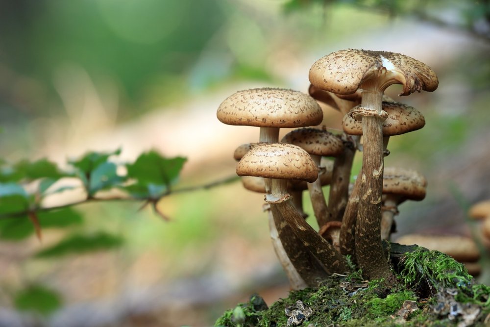 В Ростовской области людей попросили не есть дикие грибы