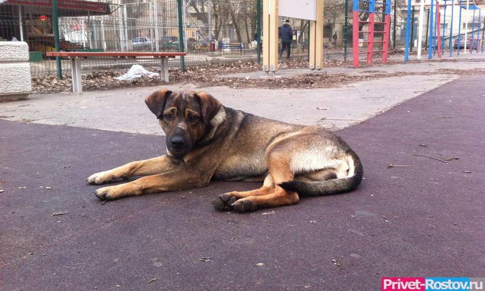 Бездомный пес напал и ранил полицейского в Ростове