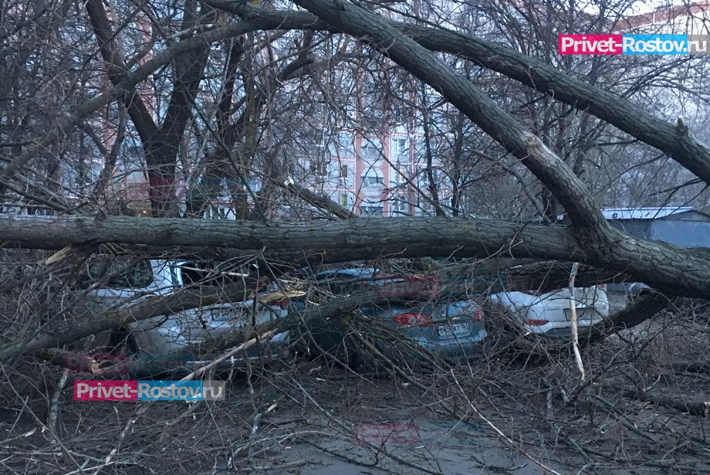 Ростовчан предупредили о падении деревьев из-за ураганного ветра