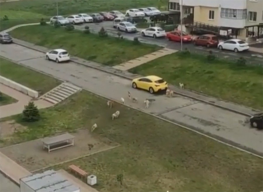 Стая голодных псов терроризирует жителей «Платовского» в Ростове