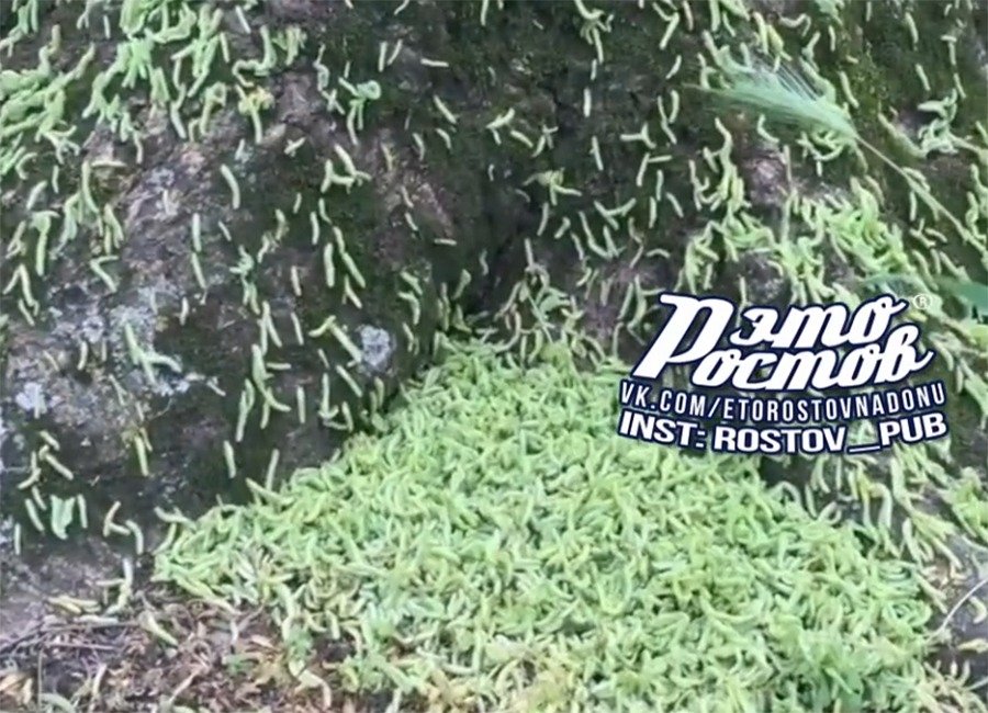Полчища гусениц уничтожают деревья в Соловьиной роще в Ростове