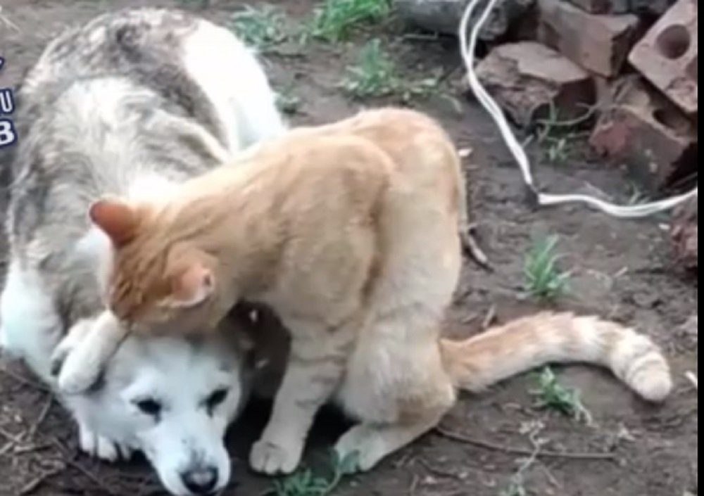 «Когда начнет делать кусь»: в Ростове любовная парочка из кота и собаки взбудорожала Сеть