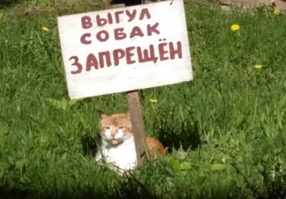 Кот в Ростове провел несанкционированный митинг