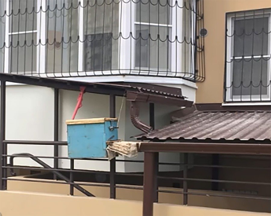 «Защита от ковид»: ростовчане пожаловались на соседа, вывесившего на балконе улей с пчёлами