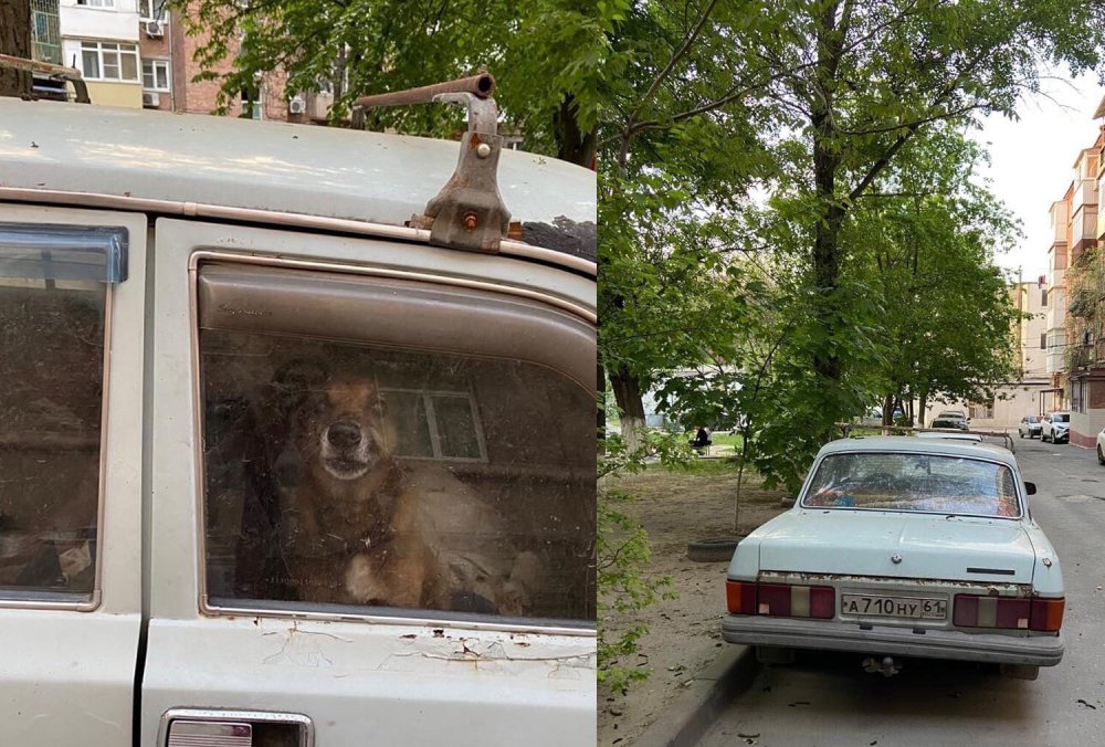 Ростовчане просят спасти собаку, запертую в легковушке на Сержантова