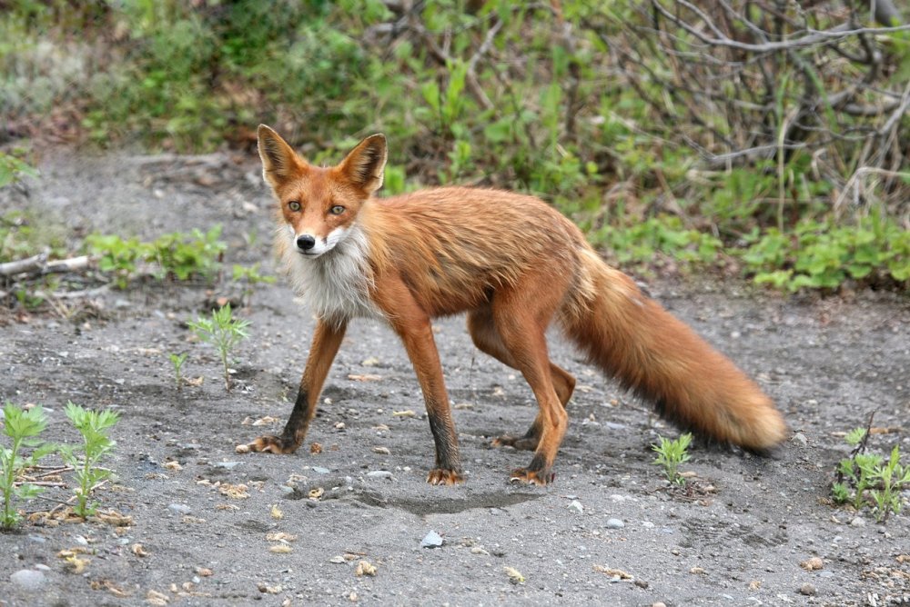 Карантин введут в части Ростовской области из-за бешеной лисы