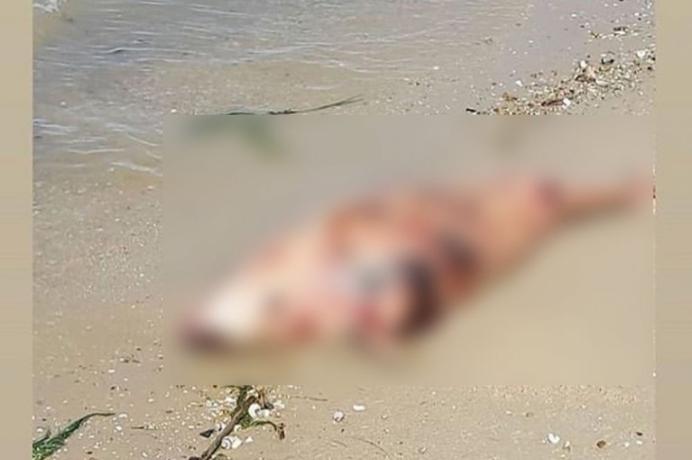 Трех мертвых дельфинов выбросило на берег Таганрогского залива под Ростовом