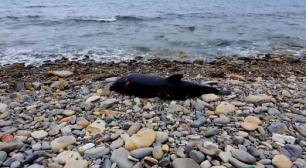 Почти сотня мертвых дельфинов обнаружена на пляжах Геленджика, Анапы, Сочи и Новороссийска