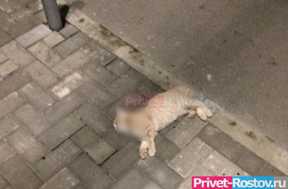 В Ростове из окна многоэтажки выкинули кошку, животное погибло