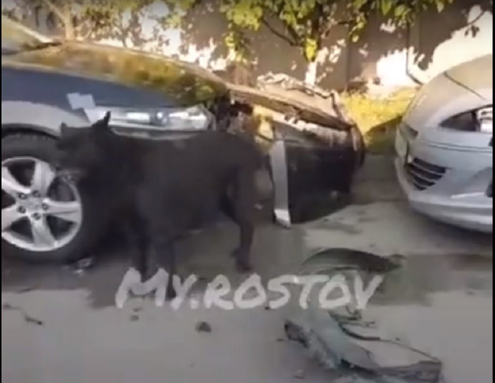 Бродячие собаки разворотили морду у Хонды в Ростове