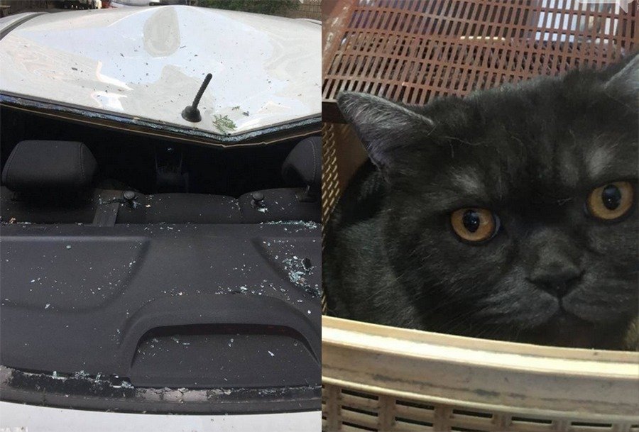 Толстый кот выпрыгнул с 8 этажа в Ростове и расплющил легковушку