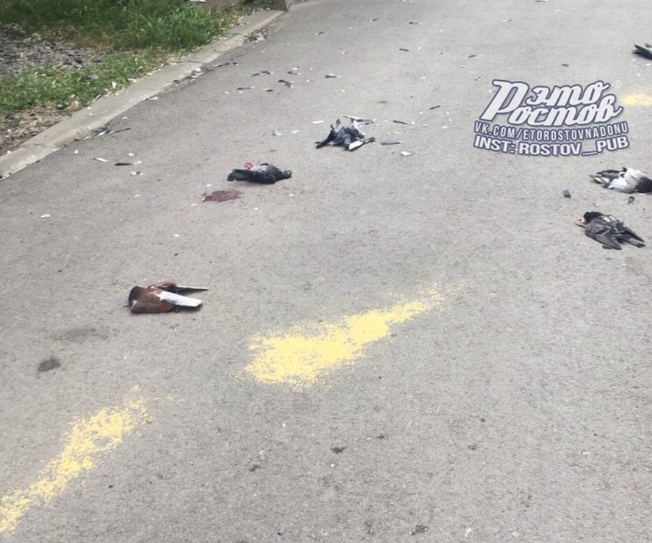 В Ростове зверски убили стаю голубей