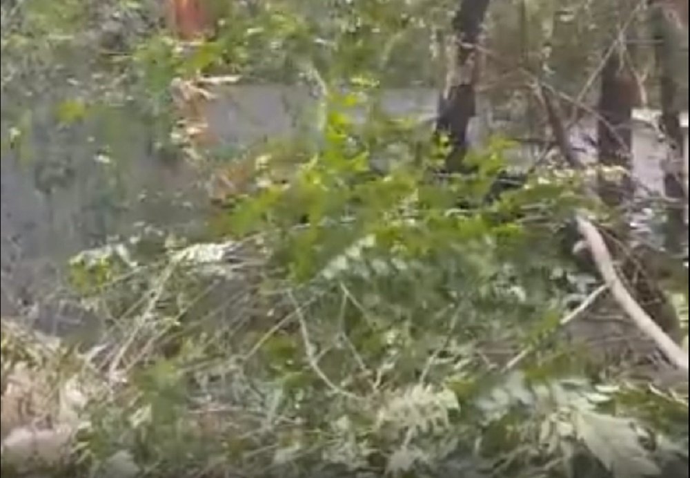 Дерево в Ростове рухнуло на коляску с маленьким ребенком