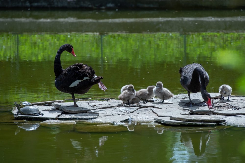 У черных лебедей в ростовском зоопарке вылупились птенцы