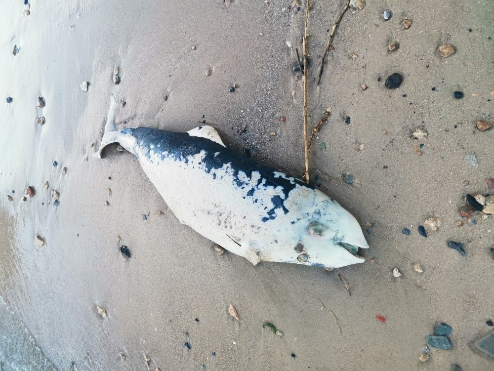 Мертвых дельфинов выбросило на берег Таганрогского залива под Ростовом