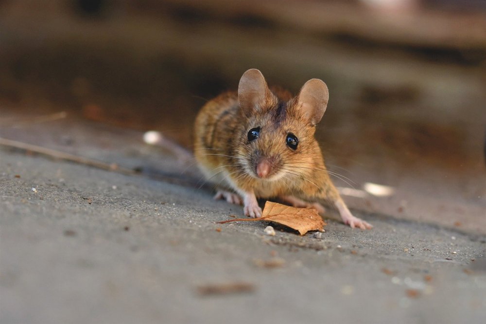 О нашествии мышей предупреждают жителей Ростовской области
