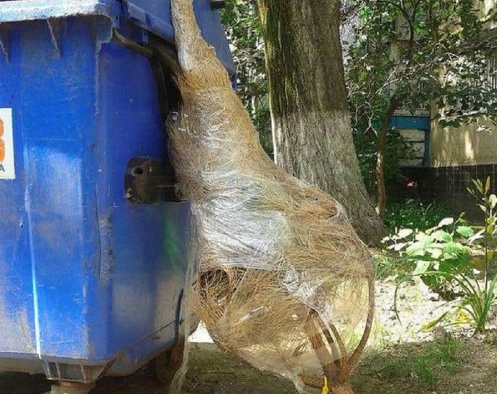 Еще один сдался: в Ростове кто-то выбросил новогоднюю елку