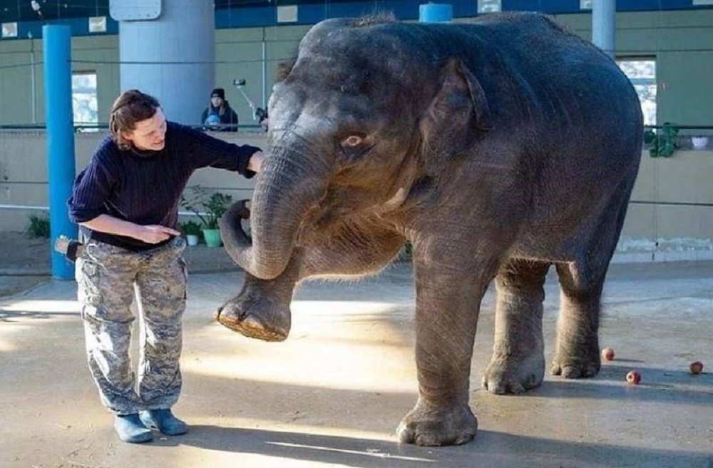 Слониху из ростовского зоопарка вынудили переехать в Москву