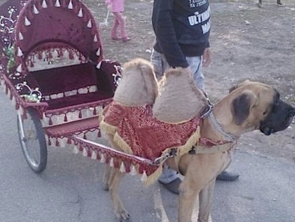 «Что-то не так»: подозрительного верблюда заметили в Ростове