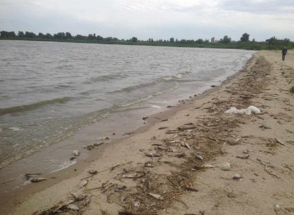 Рыба начала массово дохнуть в Ростовской области из-за аномальной жары