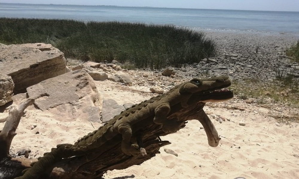 Дикого крокодила встретили ростовчане в Мержаново