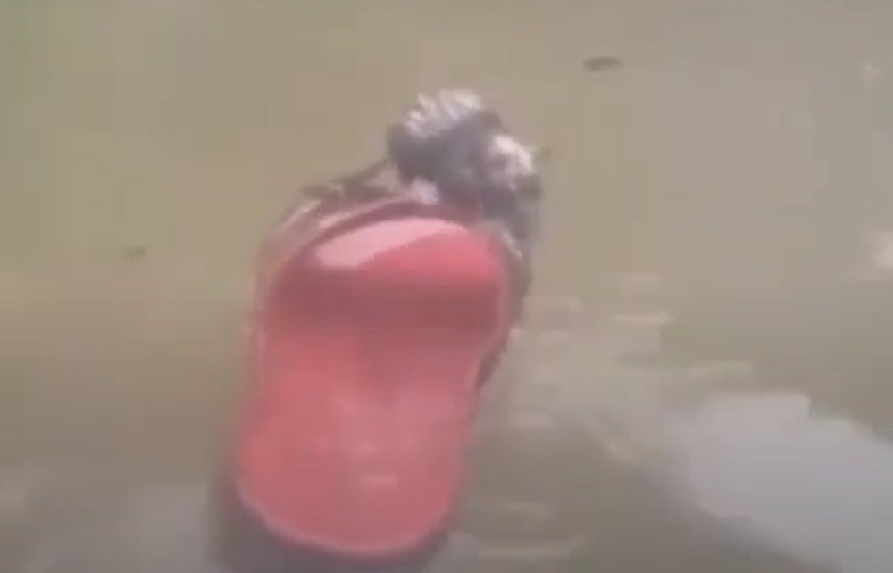 По Ростову плавала крыса на шлепанце спасаясь от потопа и попала на видео