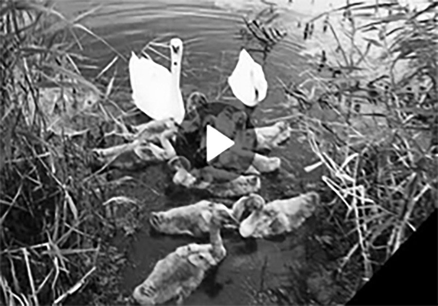 Семья лебедей страшной смертью погибла в Ростовской области