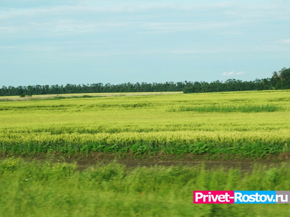 Коноплю легально начали выращивать в Ростовской области