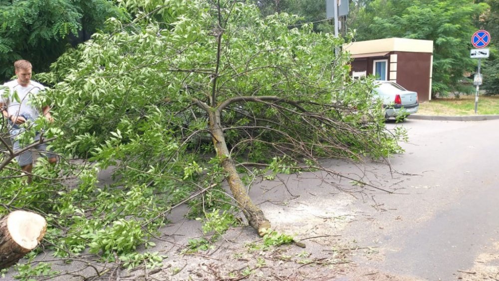 Деревья попадали на автомобили в Ростове из-за ливня