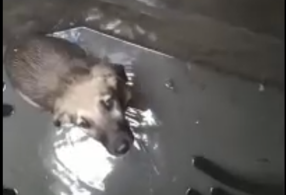 В Ростове-на-Дону мужчина спас щенка, который провалился в колодец