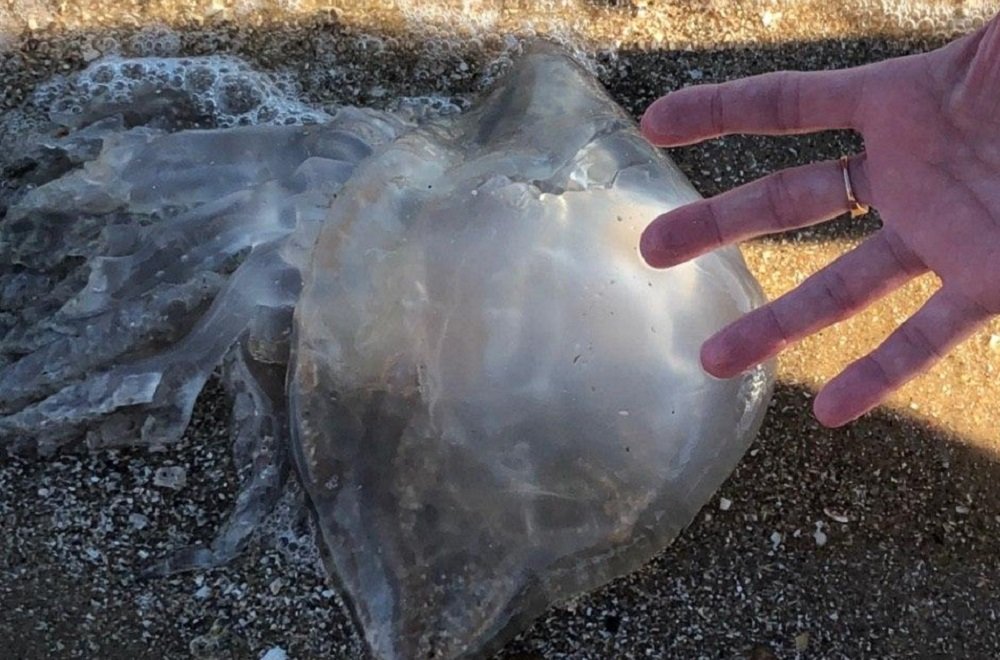«Размером с футбольный мяч»: гигантские медузы появились в Таганрогском заливе