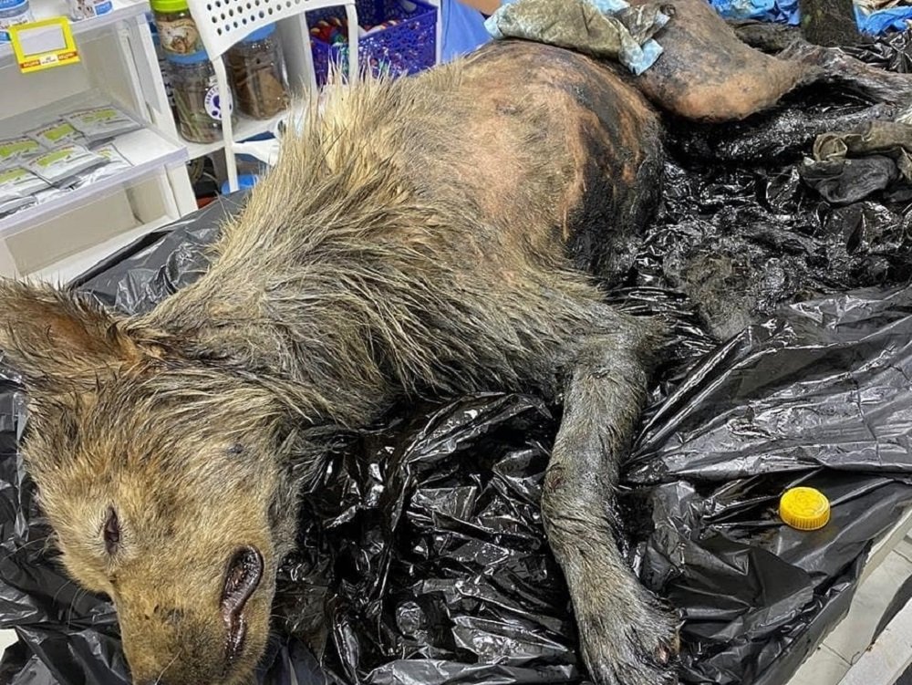 В Ростове спасли собаку, нырнувшую в мазут под Батайском