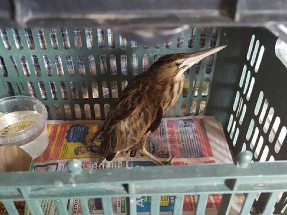 Необычная птица рухнула во двор жителей Батайска, ее спасли