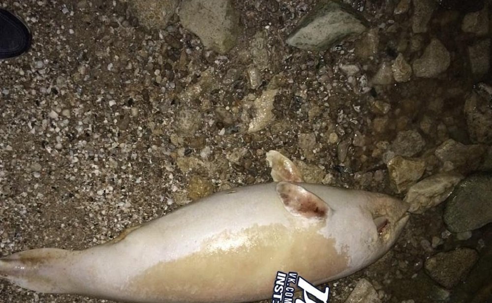 Очередного мертвого дельфина выбросило под Таганрогом на заливе