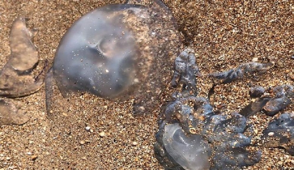Очевидцы: Огромные медузы заполонили Азовское море