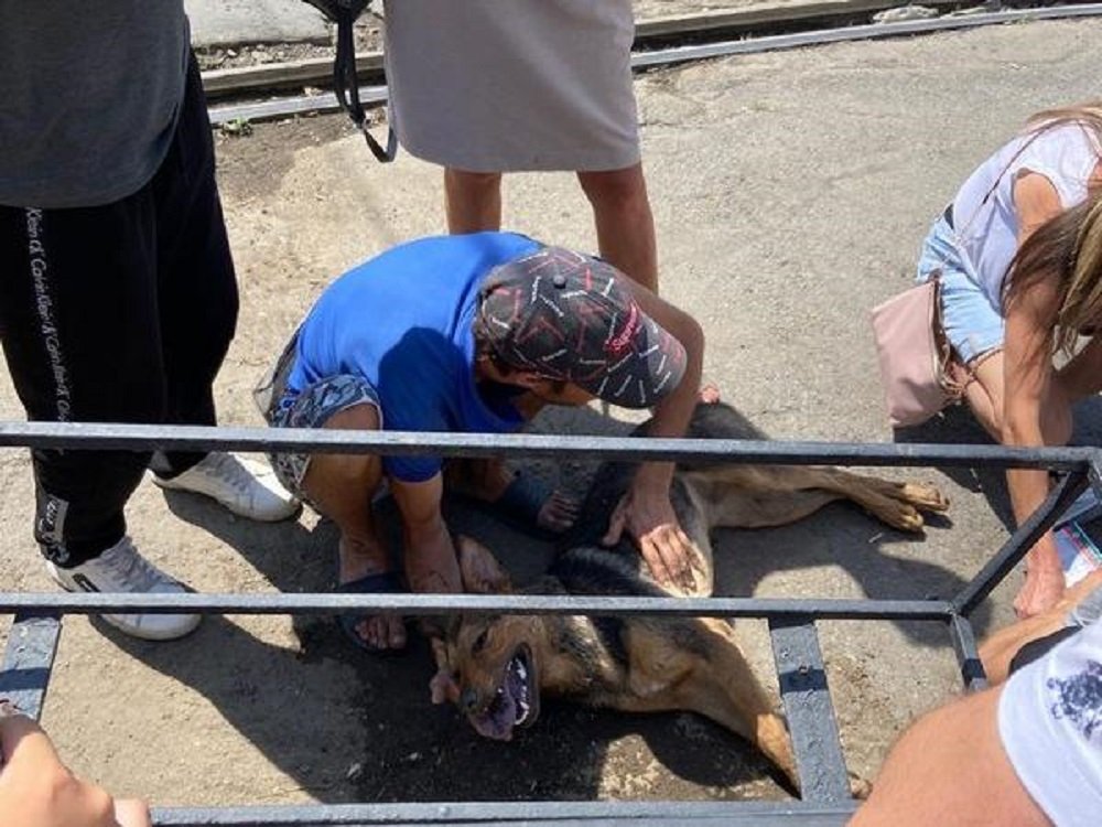 Собаку отравили неизвестные на Центральном рынке в Ростове