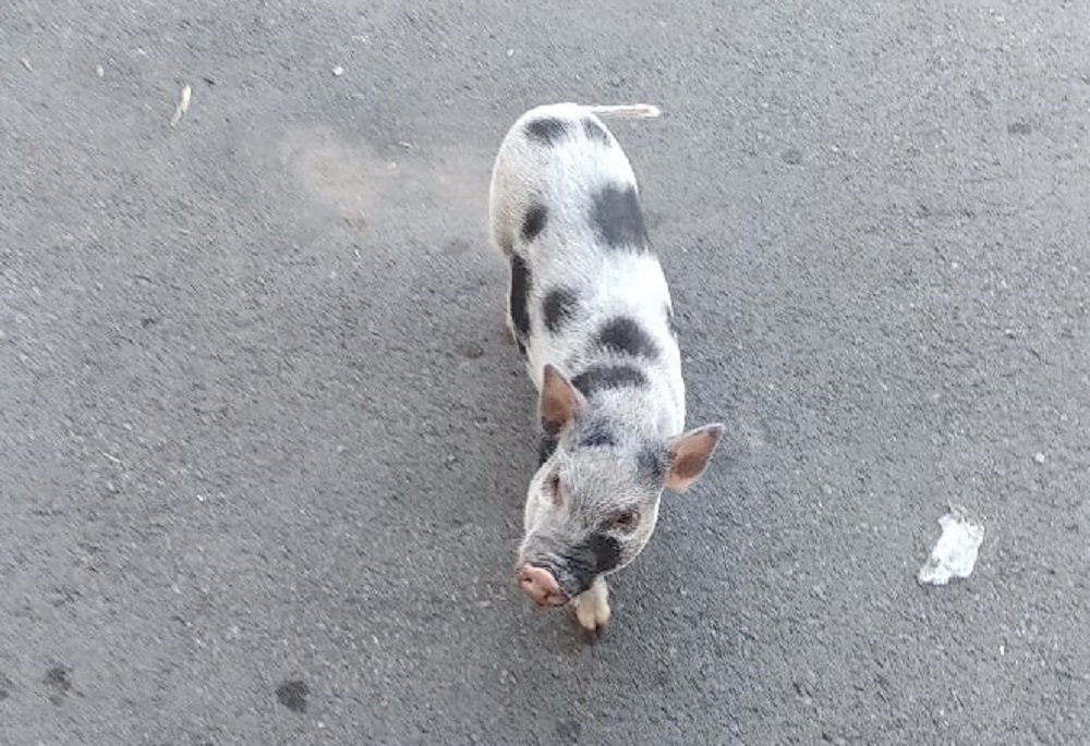 В центре Ростова разыскивают хозяев потерявшейся свиньи