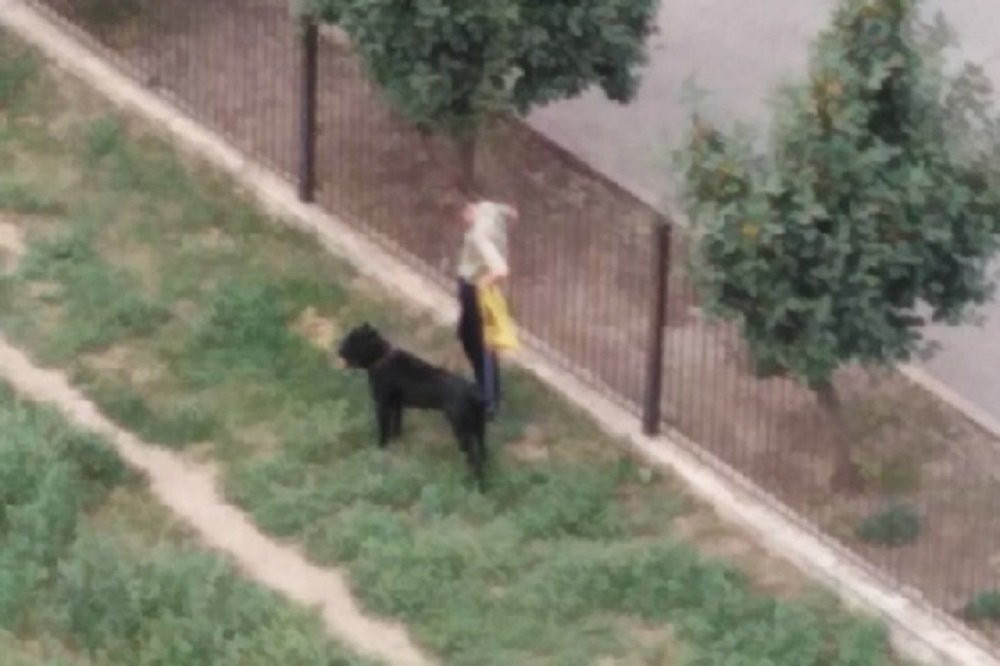 Огромный черный пес, выгуливающий своего хозяина, наводит страх на жителей Таганрога