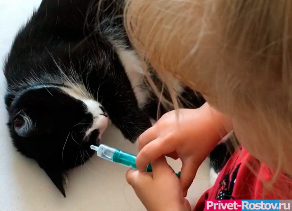 Вакцину от коронавируса для кошек начали разрабатывать в России