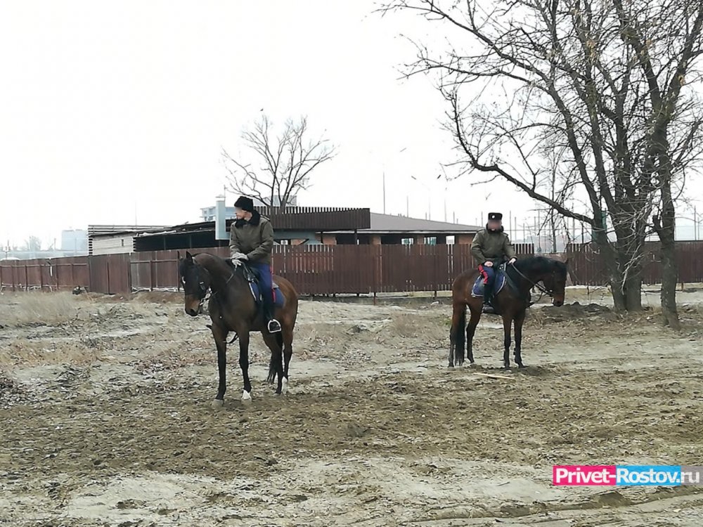 За издевательство над лошадьми накажут женщин в Ростове